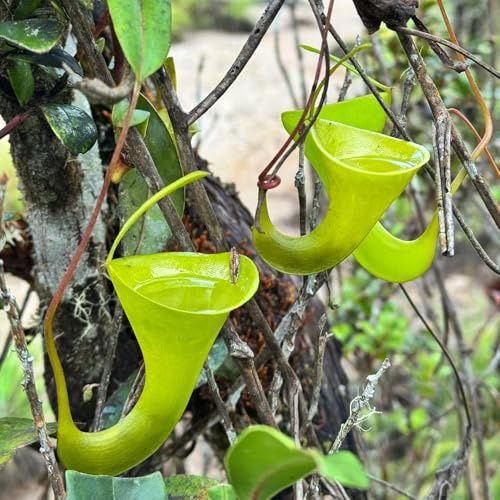 Semi di Nepenthes - da appartamento facili da curare carnivora d'appartamento carnivoro resistenti in vaso esterno serre balcone vecchie varietà semi di verdi 400pcs