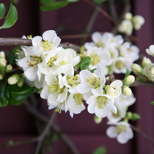 Plant Theory Nivalis Flowering Quince Chaenomeles Speciosa Shrub Plant 2L Pot