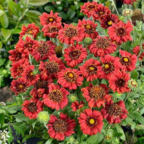 Bio Kokardenblume 'Burgunder' dunklerot, Topf 9x9 cm, 3 Pflanzen