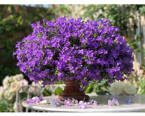Semillas de campanilla - Campanula Medium,Decoración de jardín,decoración de sala de estar.300pcs