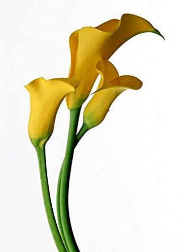 Zantedeschia aethiopica,Bulbi di Calla, erbacea perenne, adatta per piante in vaso o fiori recisi, bellissimi fiori dall'aspetto elegante