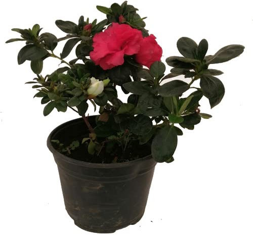 Azalea Planta Natural de Exterior con Flores Coloridas