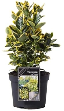 Euonymus de Hojas Doradas Arbusto Resistente para Setos y Bordes - Follaje Perennifolio