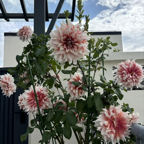 Dalias Tubérculos resistentes al invierno y dalias Cebollas - Tubérculos de dalia resistentes al invierno - Dalias perennes Cebollas para comprar, Ideal para plantar 10 tubérculos-F