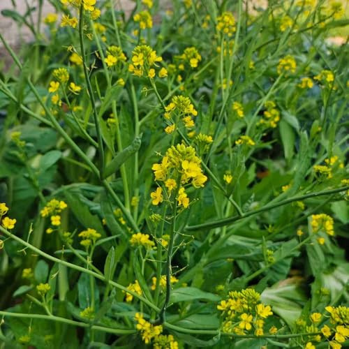 semillas de mostaza organicas - semillas silvestres mostaza resistentes para el jardín resistentes interior 500pcs
