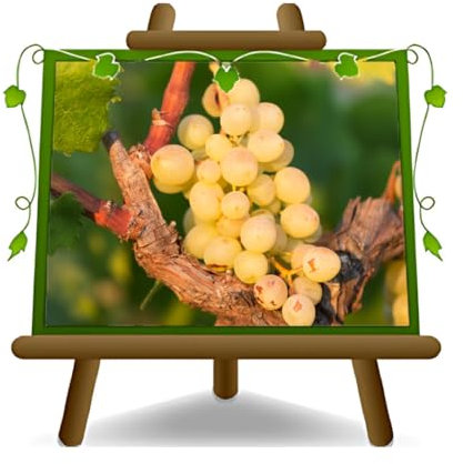 Vigne Reine de Florence - Plante fruitière antique sur pot de 20 cm. - *Hauteur : 150 ~ 170 cm. - Âge 2 ans