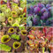 Semillas de Nepenthes,plantas carnívoras,plantas reales suculentas,plantas de jardín,plantas de interior balcón jardín bonsái conjunto Mini planta 50 semillas de plantas(multicolor)
