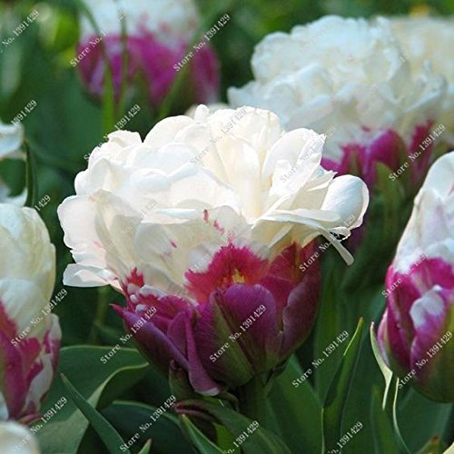 Seeds 5 True Tulip Bulbs, (Not Tulip Seeds), Pulp Flower Bugramsi, Do -it -to -open Outdoor Rhizome Seedss, Bonsai Pots For the House Garden: Only Seeds