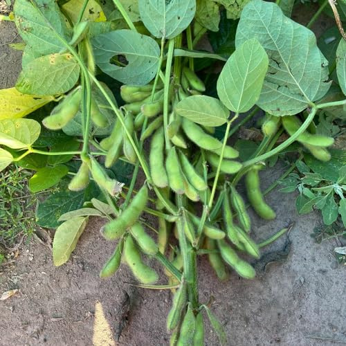 semillas de frijol edamame - orgánicas balcón tradicionales para jardín exóticas 30pcs