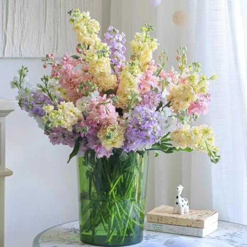 300 pcs levkojen samen - balkon blumen pflanztöpfe Matthiola incana,usambaraveilchen pflanze wiesenblumen samen saatgut alte sorten bienen wiese bonsai topf gartensamen balkonpflanzen