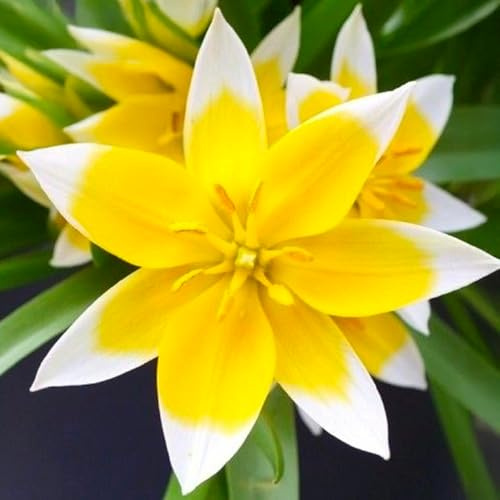 20 bulbes de Tulipa (Tulipes) tarda | Circonférence 7/8 cm | Bulbes provenant des meilleurs producteurs néerlandais | Sélection exclusive et contrôle qualité | Floraison garantie.