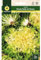 Mascarell Semillas, ESCAROLA, Semillas Huerto, ESCAROLA DOBLE DE VERANO, Crea tu Propio Huerto Urbano y Cultivo en Casa, Plantas Hortícolas, 8 Gramos