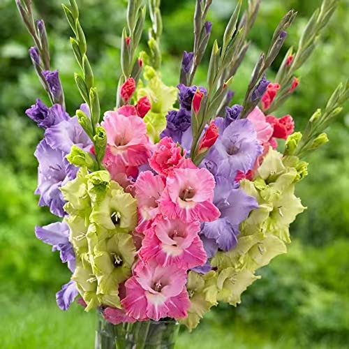 15 pcs gladiolen zwiebeln winterhart mehrjährig blumenzwiebel balkon pflanze pflanzenkübel,Gladiolus, frühblüher zwiebeln Hydrokultur blumenwiese frühlingsblüher zwiebeln bienenweide