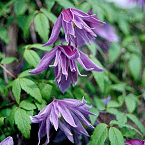 Clematis Macropetala- Clématite à grandes pétales 50-60 cm en conteneur