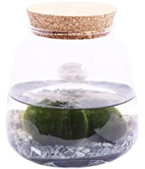 Pianta di Marimo Pianta di Cladophora Aegagropila pianta da interno Alga ornamentale pianta acquatica pianta da arredo pianta vera di Marimo venduta da eGarden.store (Marimo Rock)