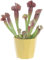 KENTIS - Sarracenia - Pianta Carnivora a Imbuto - Pianta Cattura Mosche - Piante Vere da Interno - H 15-25 cm Vaso Ø 12 cm