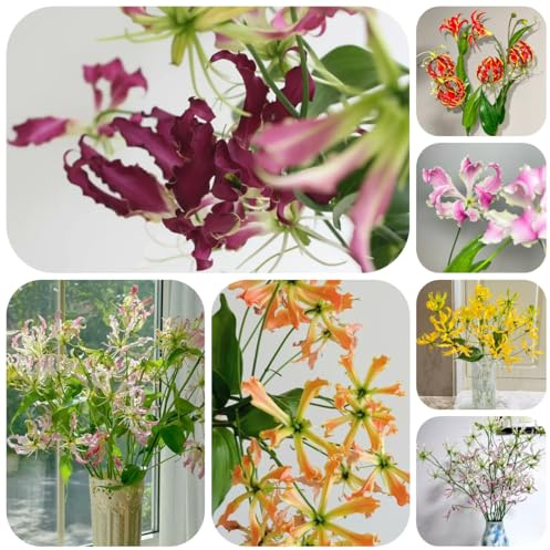 5bulbos de lirio de llama, resistentes, para balcones, lirio antorcha resistente de balcón, rara de primavera, decoración