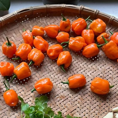 100 pcs Habanero Chili Samen - küchenkräuter balkon gemüse gemüsesamen alte sorten zimmerpflanzen kräutersamen gemüsesaat gemüsepflanzen winterharte kübelpflanzen nachhaltige geschenke