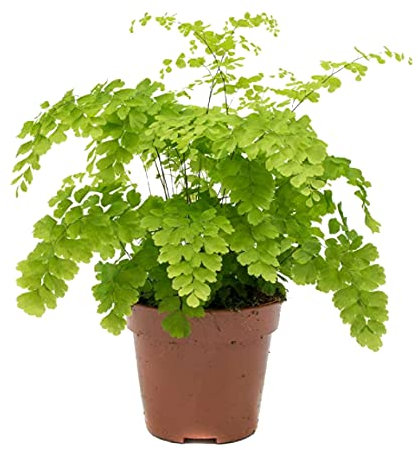 Adiantum Raddianum Fragrans o Helecho Delta Planta de Interior