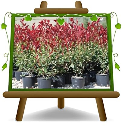 EURO PLANTS VIVAI Photinia Fraseri Red Robin Pianta da siepe Altezza: 100 cm. Vaso: 24/26 cm