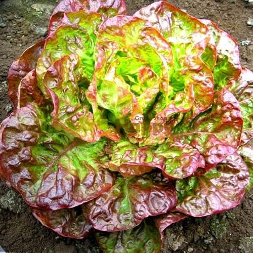Lettuce Canasta - 1000 Seeds + Freebie + Plant tag - Lactuca Sativa