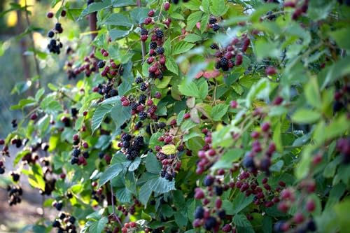 Rubus fruticosus 'Loch Ness' -S- 60-100 cm - Brombeere, große schwarze Früchte, Erntezeit August-September, ideal für Naschgärten, dornenlos, winterhart