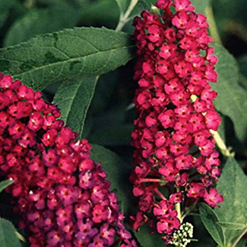 Buddleja Davidii 'Royal Red'- Arbre à papillons 'Royal Red' 40-60 cm en conteneur