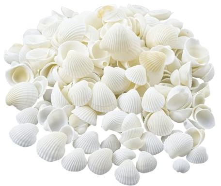 DmDoyy 100 Piezas Conchas Marinas Blancas Naturales, Concha De Vieira Pequeña Para Artesanías Bodas Decoran Fiestas Temáticas De Playa, Peceras Y Rellenos De Jarrones, 2cm-3cm, 250 Gramos