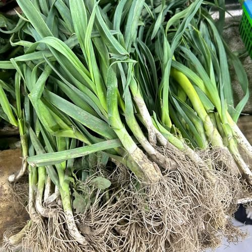 semi di porro biologici, porri fresche, resistenti per balconi di selvatici Giardino da interno, varietà antiche 100pcs