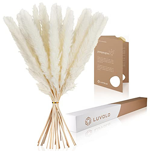 LUVOLO® Premium Pampasgras – Boho-Deko mit Stil, schützender Box & Pflege-Tipps – Trockenblumen für Wohnzimmer, Büro, Praxis, Wartezimmer, Salon und vieles mehr