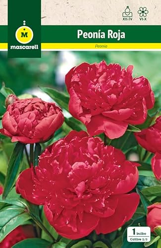 Mascarell Semillas, PEONIA ROJA, Semillas Bulbosas, Bulbos de Flores Primavera Fácil de Cultivar, Bolsa 1 Bulbo