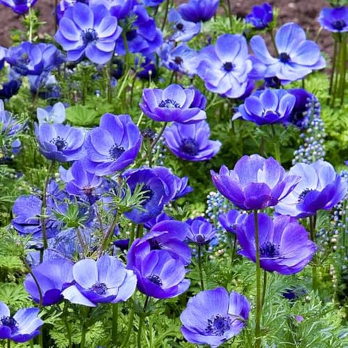 10 bulbes de Anemone coronaria ‘Mr Fokker' | Circonférence 7/8 cm | Bulbes provenant des meilleurs producteurs néerlandais | Sélection exclusive et contrôle qualité | Floraison garantie.