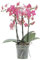 KENTIS - Orchidea Vera Pianta Rara Profumata - Phalaenopsis Aromio Floral - Piante da interno Fiorite Purifica Aria - Vaso Ø 12 cm