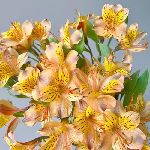 Semi di Alstroemeria, giardino roccioso sono resistenti, Alstroemeria ibrida, copertura del terreno di perenni resistenti 500pcs