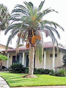 vegherb Phoenix canariensis kanarische Dattelpalme 10 Samen