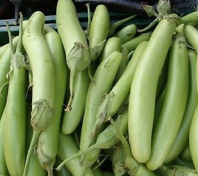 50 semi Melanzana Louisiana Semi Verdi Lunghi Melanzana 100 giorni:Grani