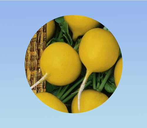 50 graines Radis Zlata- radis jaune dorée a chair blanc - radis rond