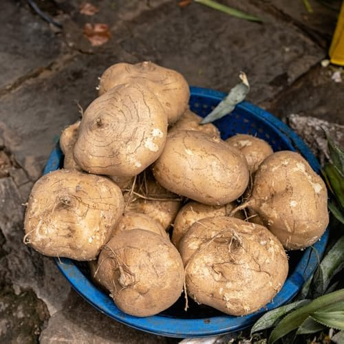semi di jicama di fagioli igname - resistenti per il giardino di invernali di verdi d'appartamento, 80pcs