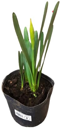 Bulbo de Narciso la Planta Natural que Alegrará tu Jardín