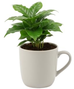 Planta del Café Natural DECOALIVE Coffea Arabica con Maceta en Forma de Taza