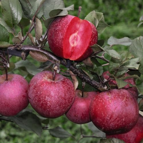 Apple 'Baya Marisa' - Unique Red-Fleshed Apple Tree for Fresh Eating and Juicing - Ornamental Spring Blossoms - Hardy Fruit Variety – 1x 9cm Potted Plant by Thompson & Morgan