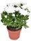 Crisantemo coraggioso - 26cm - Ø12cm - Pianta d'appartamento - Sempreverde