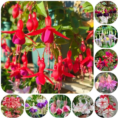 semillas de fucsias, resistentes para el jardín invernaderos de balcón decoración sala estar jardín para exteriores silvestres resistentes 150pcs