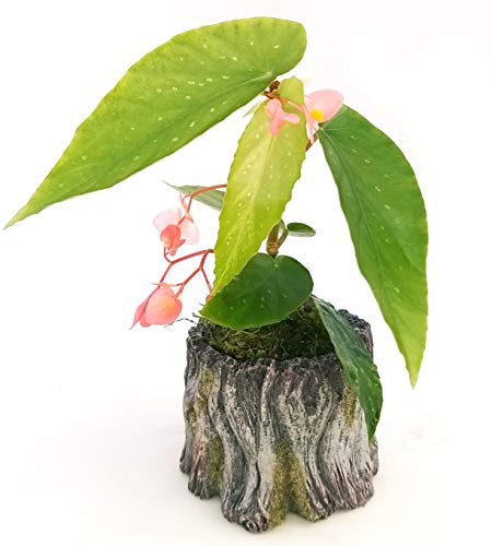POWERS TO FLOWERS - BEGONIA TAMAYA, CORALLINA, TAMAIA, IN VASO CERAMICA TRONCO, versione mini, pianta vera