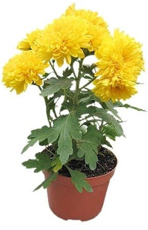 Chrysanthemum Flor Natural Flores de Colores Vivos y Fragantes
