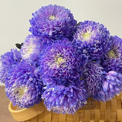 Chrysanthemen - garten balkongewächshäuser gartendeko für draußen für sonnige plätze exotische alte sorten sommerblumen steingartenpflanzen 500Samen