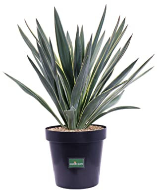 pianta di yucca in vaso yucca in vaso da esterno pianta da balcone pianta da terrazzo pianta vera venduta da eGarden.store (Yucca Gloriosa Variegata v.23 cm)