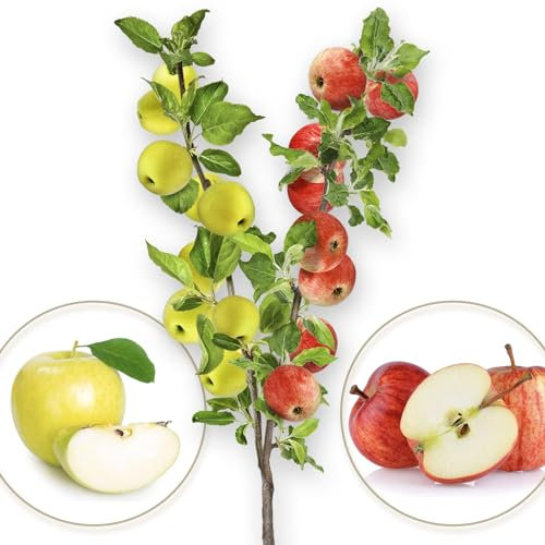 Arbre fruitier - Duo de pomme - Gala/Golden Delicious - Convient aux balcons, terrasses et petits jardins - convient aux pots et à la terre