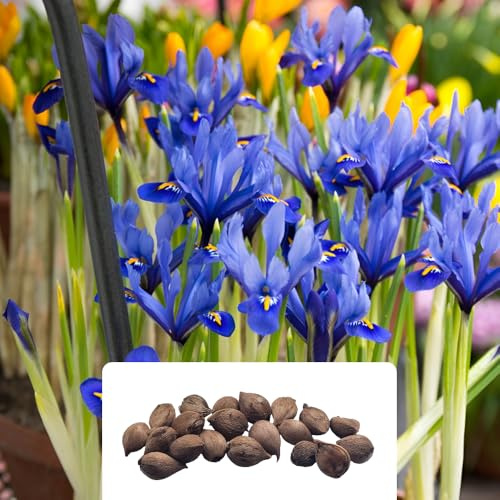 Iris Reticulata Harmony – 20 Premium Spring Flowering Bulbs – Early Blooming, Fragrant Blue Perennials – Cultivated for UK Climate Conditions