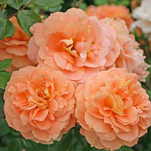 Heirloom Roses Rose Plant - Tatin Orange Rose Bush, Floribunda Live Plant for Planting Outdoors